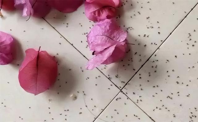家里有小飞虫怎么消灭，家里有好多小飞虫怎么消灭的小妙招（5个“笨方法”）
