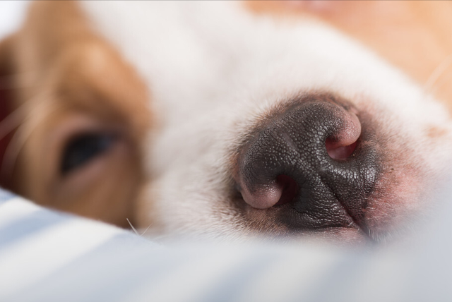 灵缇犬的智商，灵缇犬的智商相当于人类几岁（这12个“狗狗冷知识”）