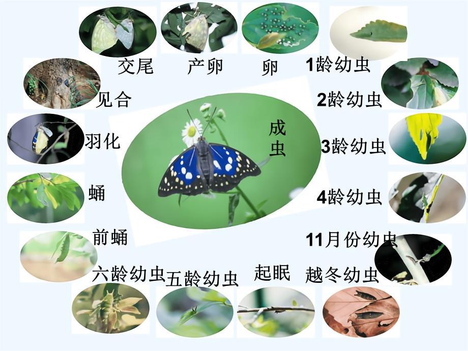 蝴蝶属于哪类动物,世间最变态和最残忍的生物-算卦-荣耀易学