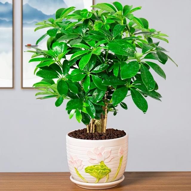 室内养什么花最好，适合家里养的18种花（空气质量高很美观）