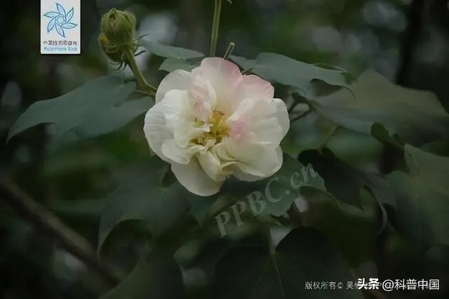 各个省份市花，这种花竟然会“变脸”