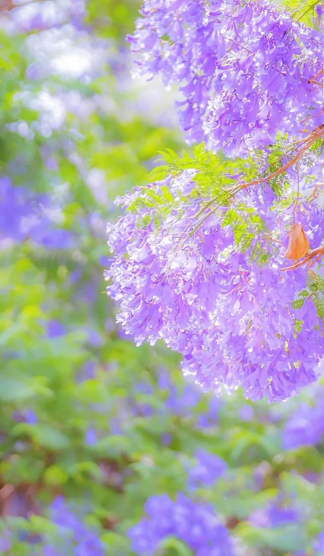 清新唯美的壁纸，小清新唯美手机壁纸