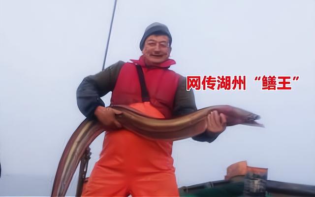 黄鳝是雌雄同体吗，为什么雌黄鳝会变成雄黄鳝（湖北男子挖出3条“巨型”鳝鱼）