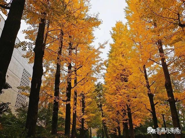 交换生是自费还是公费，交换生含金量高吗（大学新生入学时的新期待）