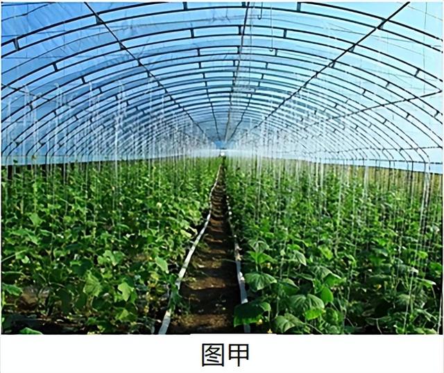 世界八大珍稀植物，2023届高考地理题型突破——必修一