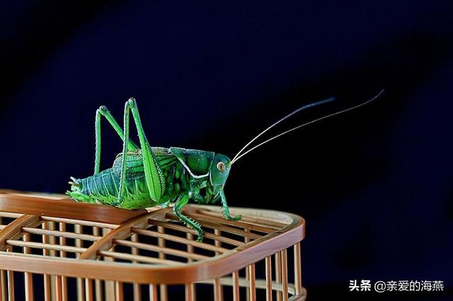 盘点小时候你没有玩过的玩具，农村孩子自制的33种难忘的玩具