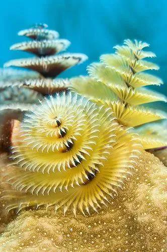 海洋生物图片，赶海常见的海洋生物图片（罕见的多种海底生物欣赏）