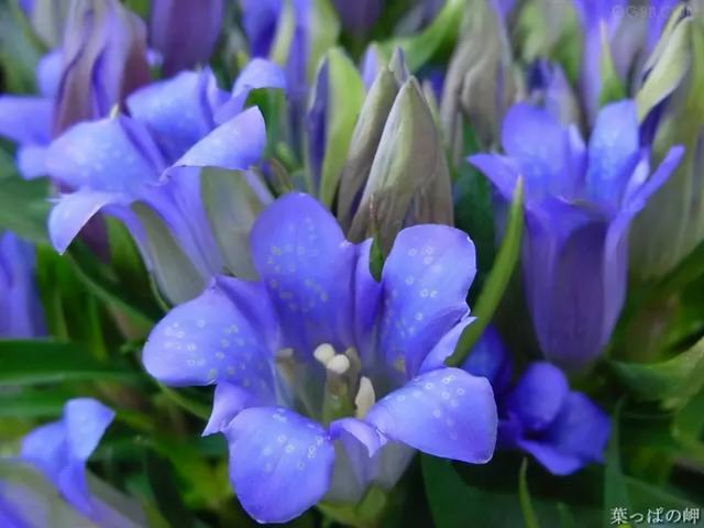 花，花好月圆人长久（72种鲜花欣赏图片）