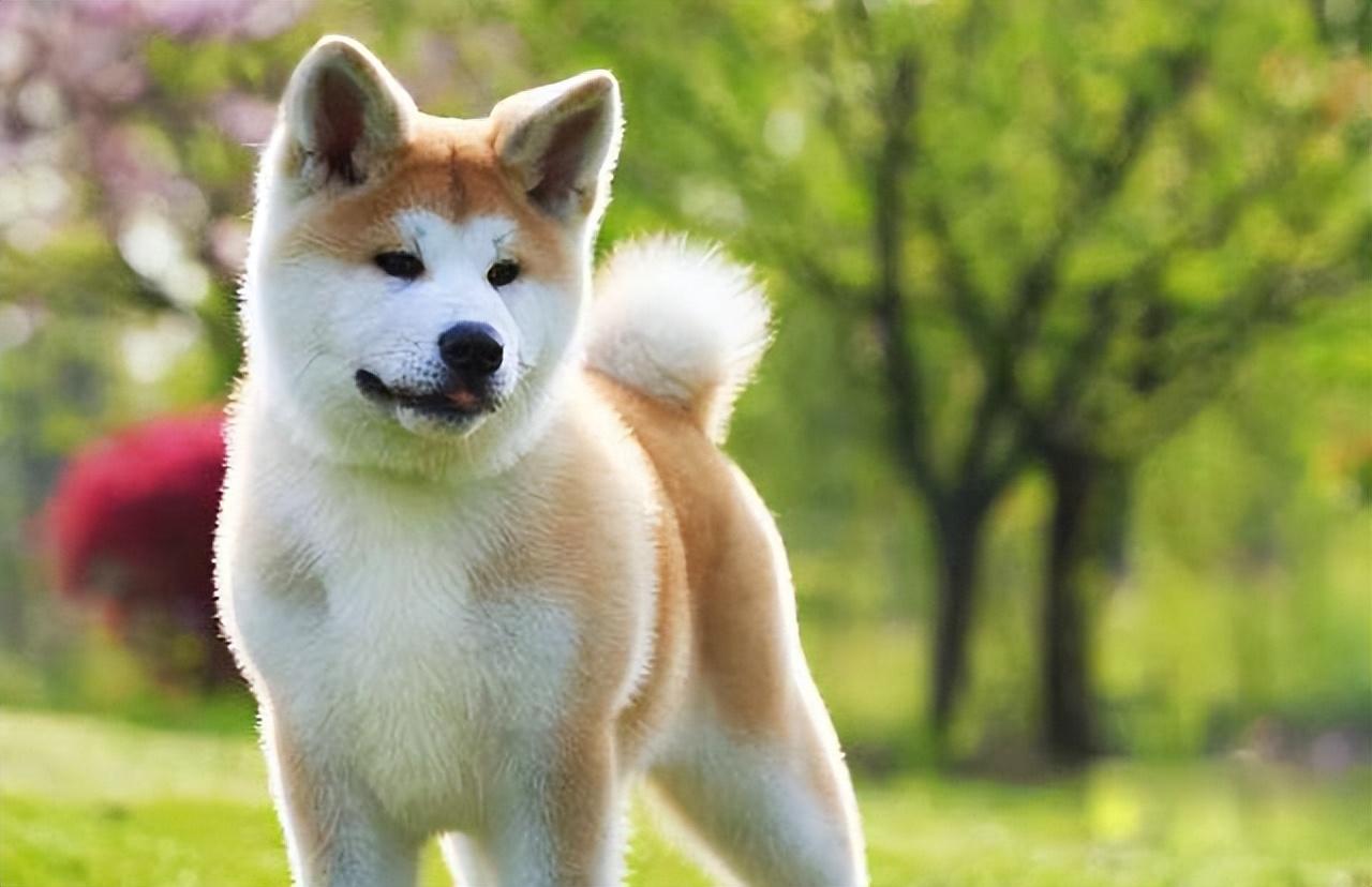 秋田狗多少钱一只(秋田犬虽然很帅气) - 价格百科