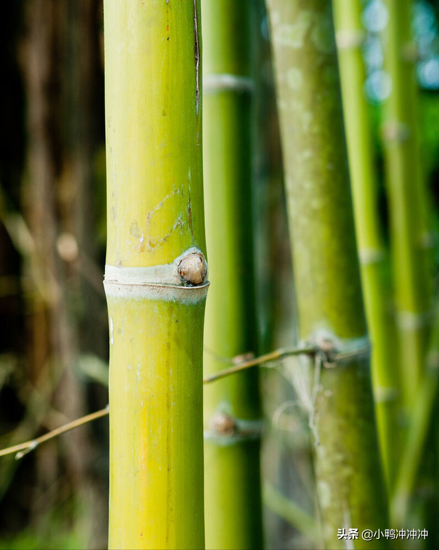 李连红和袖珍人一家，农村“袖珍人”张荣的“绝地”反击
