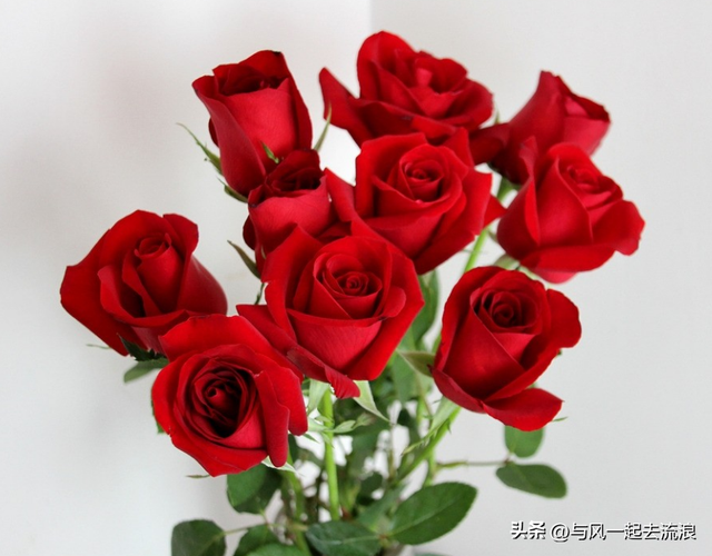 情人节送多少玫瑰，情人节送多少朵玫瑰（送多少有讲究<完整版>）