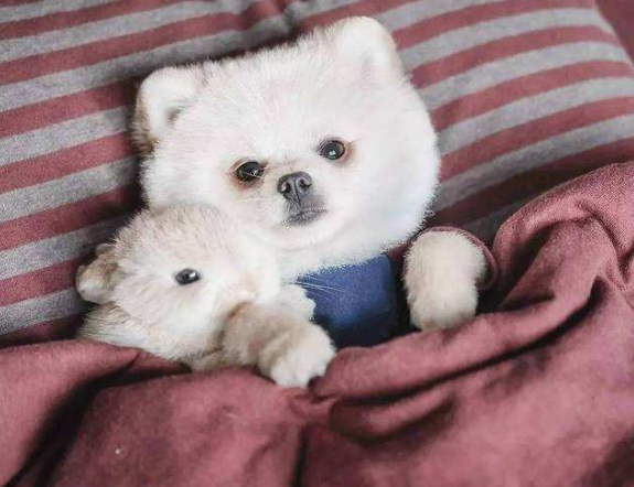 博美球形犬多少钱一只(为什么越来越多人养) - 价格百科