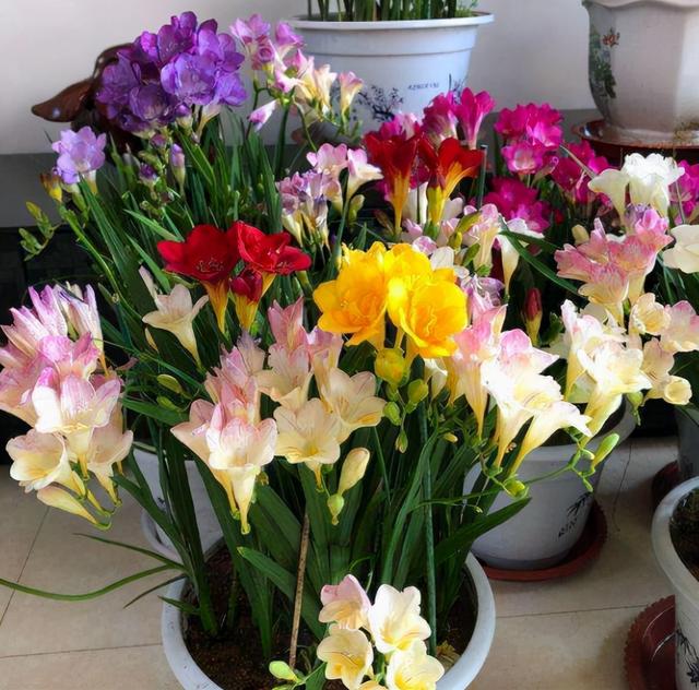 春天的花有哪些，二年级春天的花有哪些（“最香的”15种花）