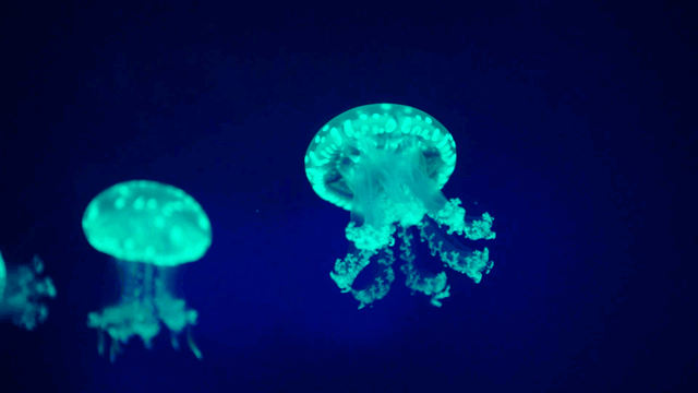 深圳世界之窗门票多少钱一张，深圳世界之窗晚上门票多少（动物园\u0026世界之窗/欢乐海岸水秀）