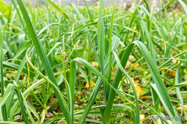 家庭实用菜谱大全，家常菜谱大全（建议多吃这5道“家常菜”）