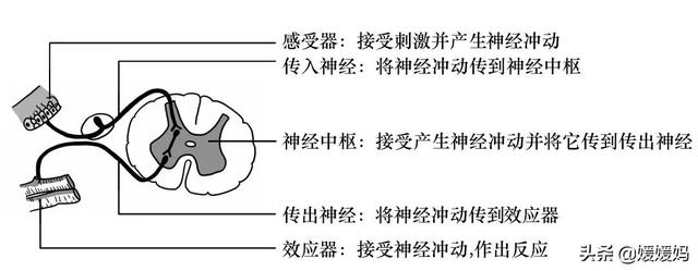 草履虫的结构，草履虫的结构层次模式图（应考技巧丨初中生物识图题常用结构示意图）