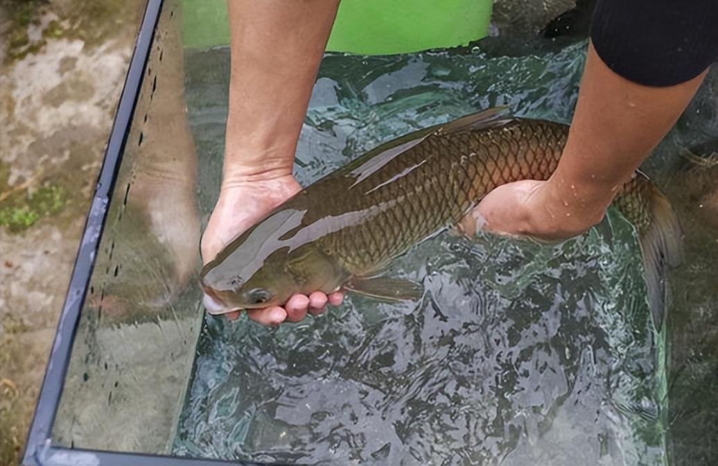 导读:俗语"猪大三百斤,四大家鱼鱼大无秤称",种鱼"四大家鱼"最大能长