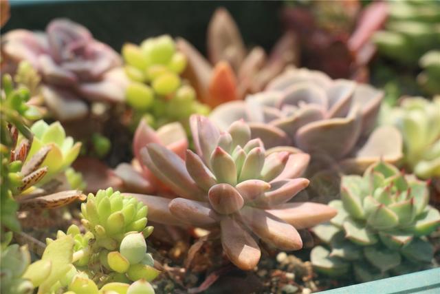 多肉要浇水吗，多肉多长时间浇一次水（养多肉浇水的6点“黄金法则”）