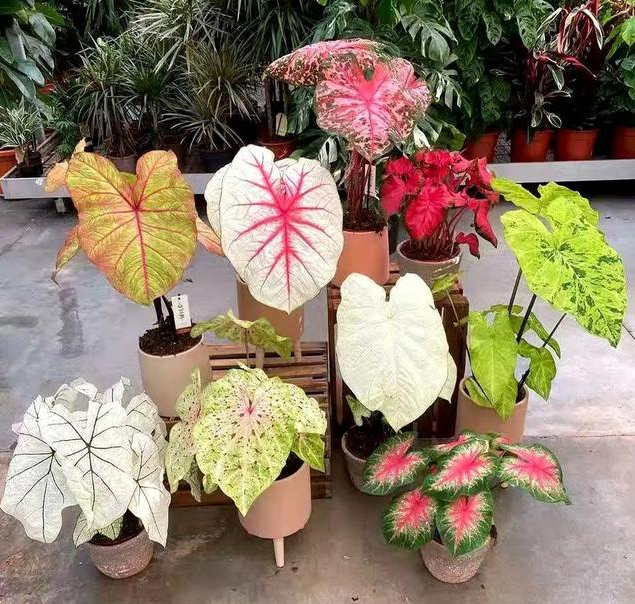 绿天鹅绒海芋养殖方法，5种“贵族花”（绿天鹅绒海芋养殖方法图片）