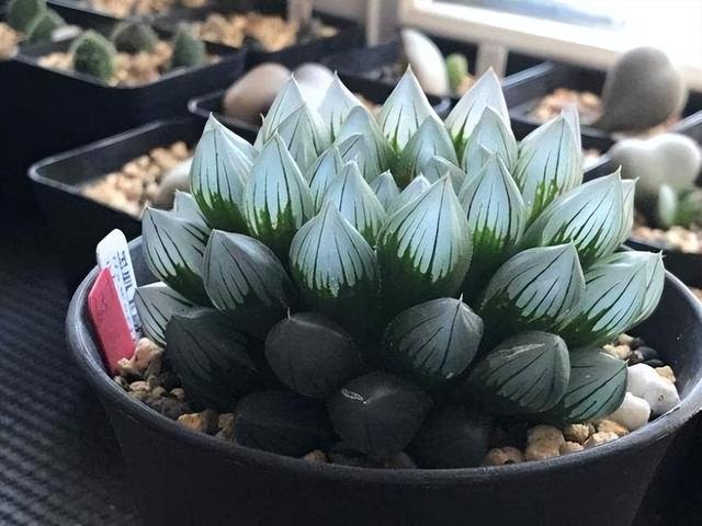 黑肌玉露的养殖和注意事项,黑肌玉露几个品种(那么这"10种普通货")