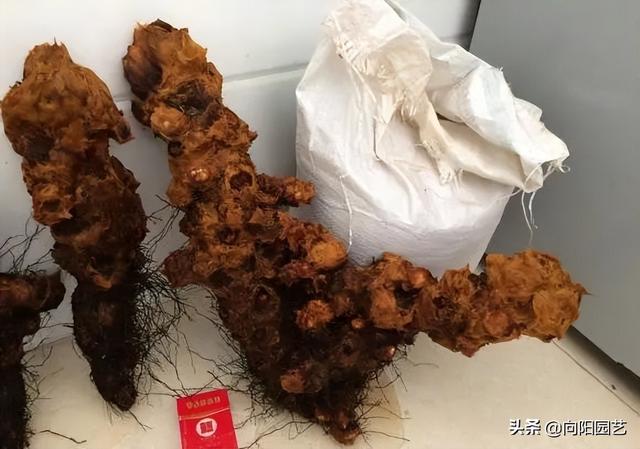 金毛狗蕨，据说广西遍地都是（金毛狗蕨类植物）