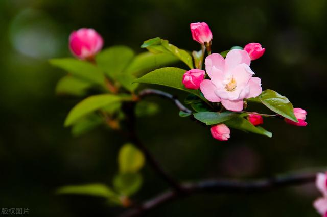 8月都有什么花开放，八月份有什么花开放（一年四季开花植物归纳总结）