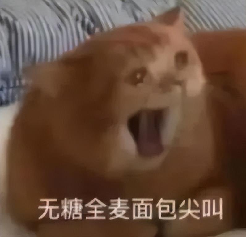 最近很火的表情包(网上超火的表情包)