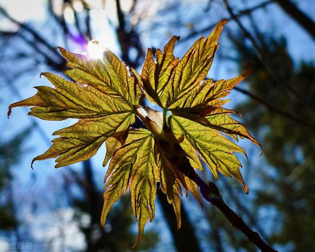 关于得意忘形的造句，用得意忘形的造句（得意忘形，灾祸降临）