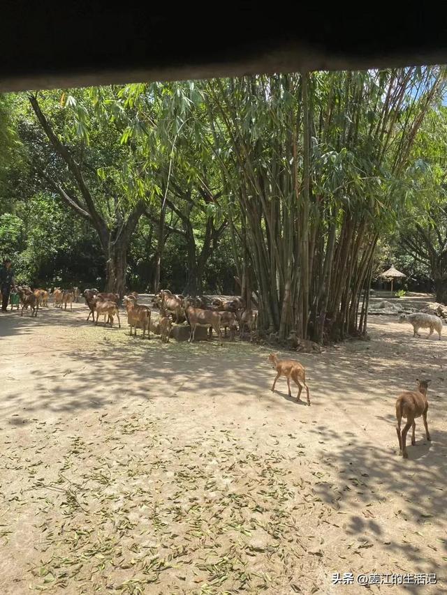 广州长隆好玩吗，广州长隆景区旅游攻略（我们去过最好玩的动物园）