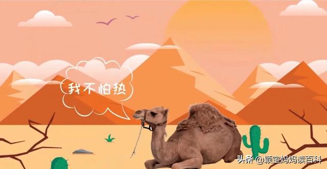什么叫哺乳动物，什么叫哺乳动物怎么听一遍啊（<二十一>——强大的哺乳动物）
