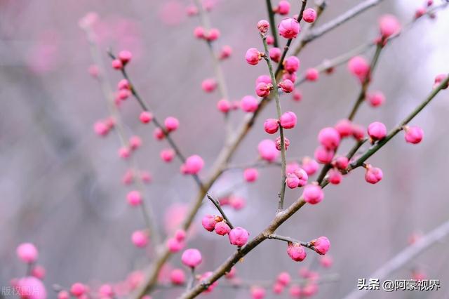 四个季节分别是几月，四季分别是哪几个月（今年双春年不一般）