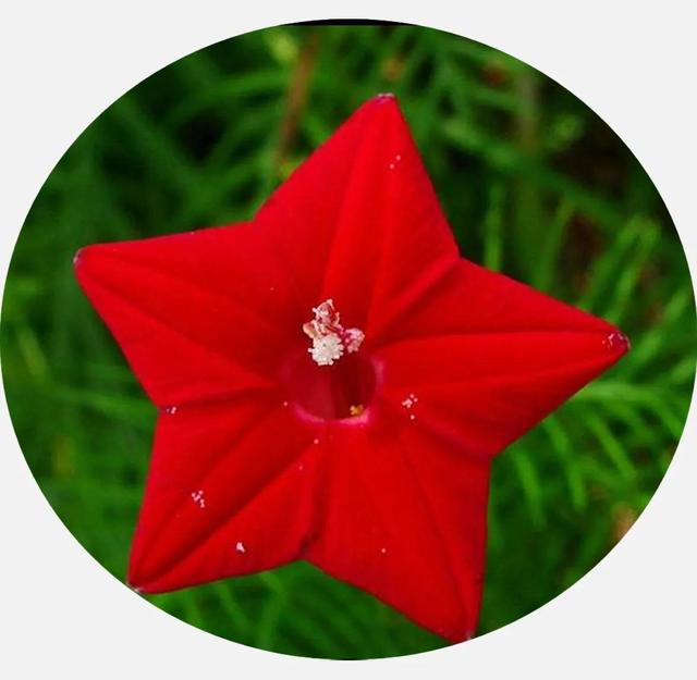 鲜花的花语和花的数目的寓意，鲜花数量的寓意（100种迷人的“数字花”）