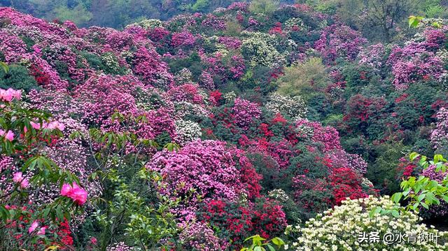 灌木和乔木的区别，灌木或小乔木是什么意思（林地和林地分类）