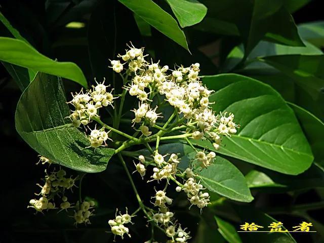 珊瑚树（珊瑚树开花，珊瑚树开花，似动漫画的枪战图（绿珊瑚开花）