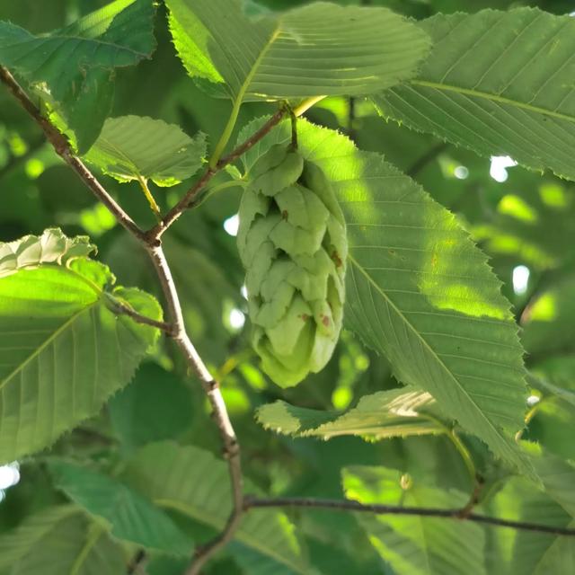 鲜花的花语和花的数目的寓意，鲜花数量的寓意（100种迷人的“数字花”）
