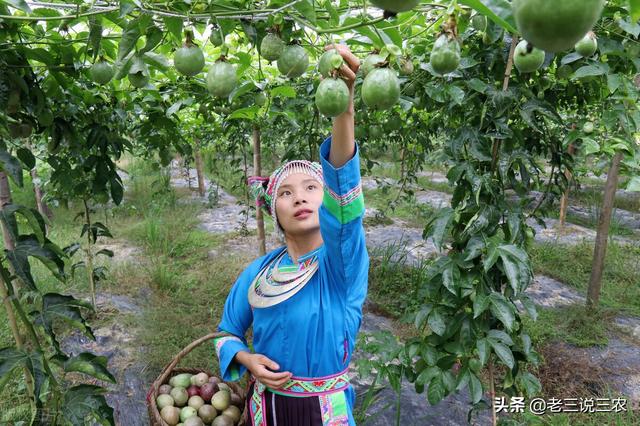 百香果的种植方法，百香果种植时间和方法（教你怎样种百香果树）