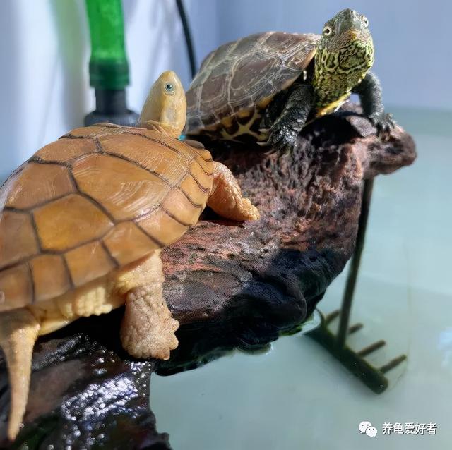 乌龟白眼病怎么治疗，乌龟白眼病怎么治最快（你可有好好地总结一下）