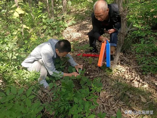 白耙齿菌是什么啊，白耙齿菌的功效与作用（汝州市积极推进野生食用菌种质资源普查工作）