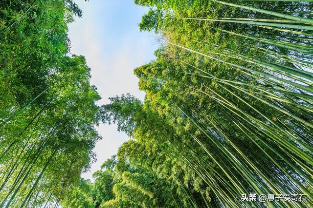 菊花残满地伤下一句是什么，菊花残满地伤的下一句是什么（赞美花中四君子的十二首诗词）