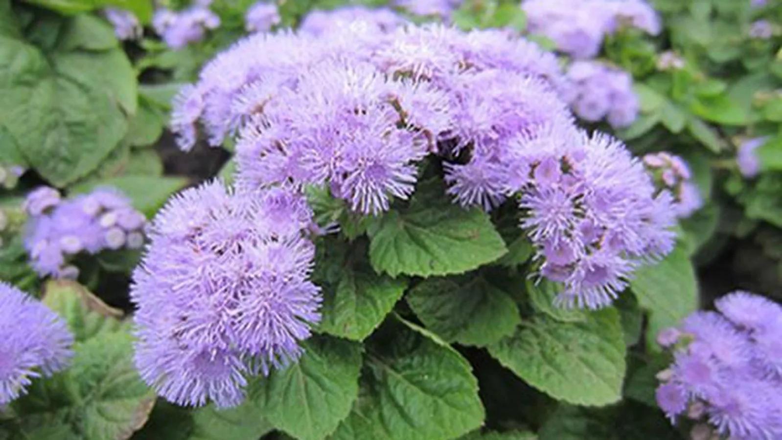 测自己的生辰花守护花,藿香蓟——花开有时(9)-八字-荣耀易学