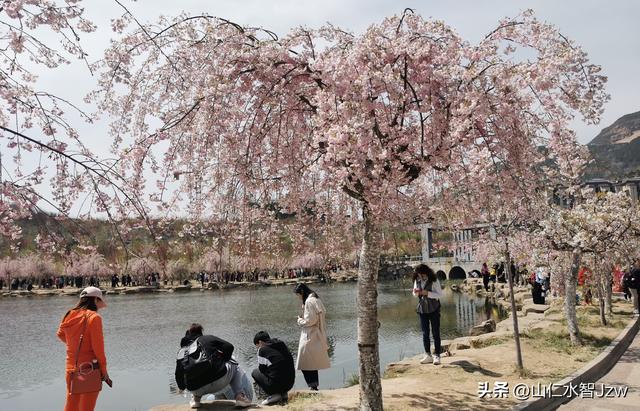 玉泉山樱花节午饭在哪里吃合适，2021-04-15