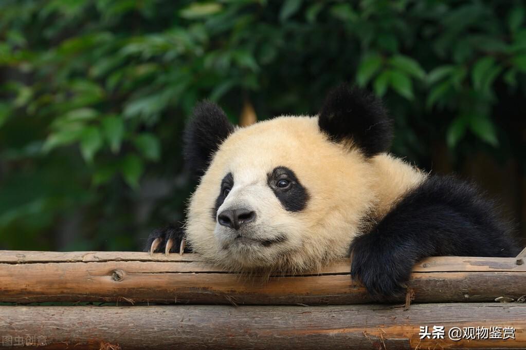 大熊猫是猫吗，关于大熊猫的资料交流解答