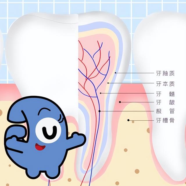 牙齿结构包括什么和什么两部分,牙齿结构包括什么和什么两部分构成