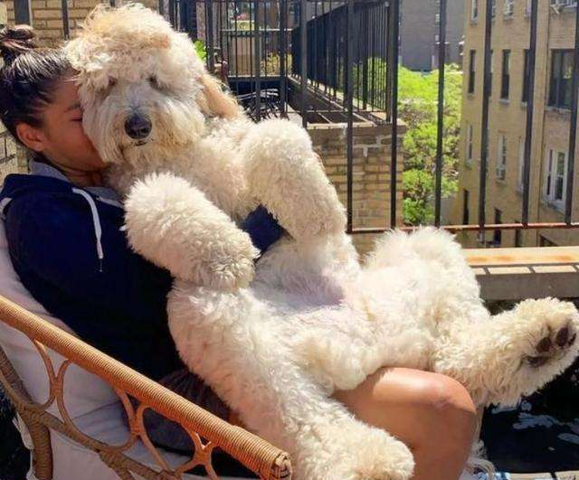 贵宾犬和泰迪的区别，贵宾狗狗图片（养狗火葬场：巨型贵宾犬）
