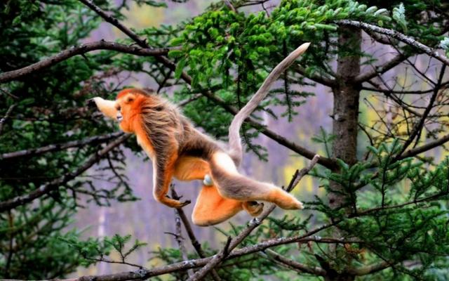 金丝猴外形特点，金丝猴的外表（神农架“野人”会是它吗）