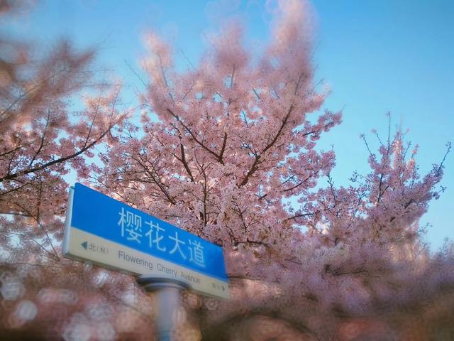 青岛景点介绍，青岛旅游景点介绍大全（10个推荐景点及周边玩法攻略）