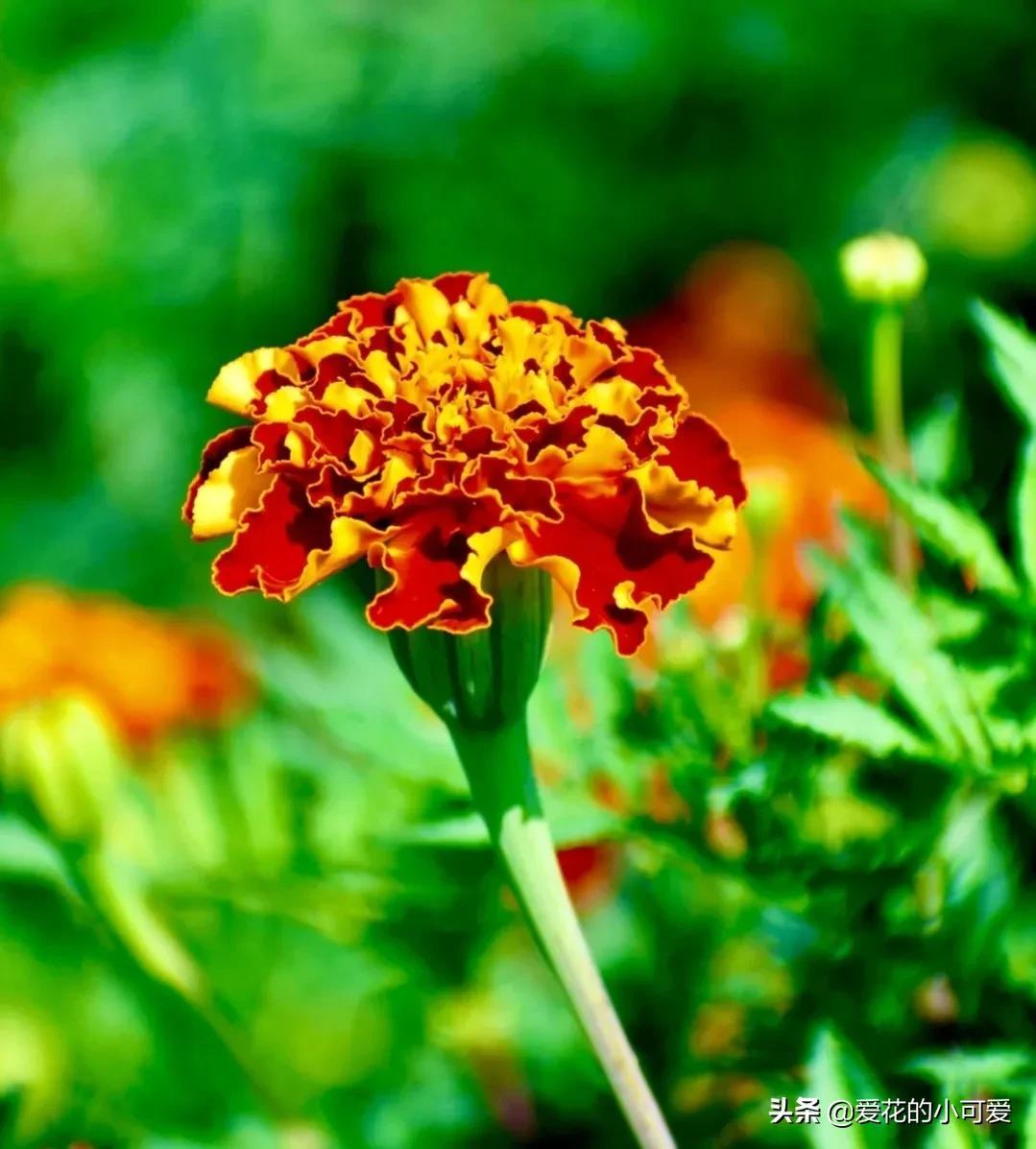 各国的国花是什么花，世界各国的国花是什么（一花一世界‖世界各国的国花你知道多少）