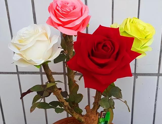 十朵玫瑰代表什么，十朵玫瑰代表什么意思（阳台再小也要养盆多色玫瑰）
