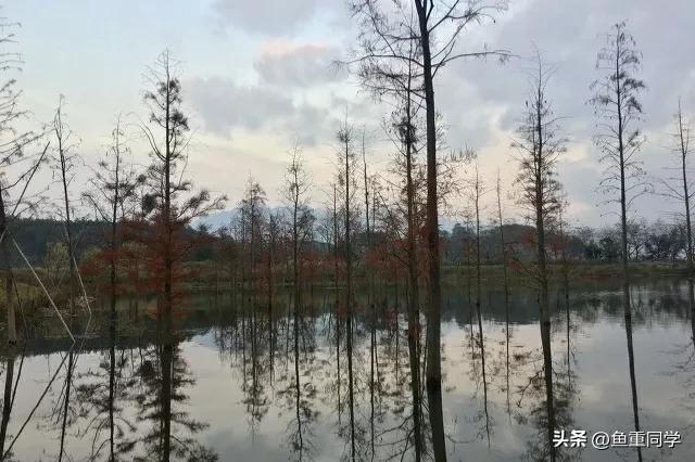 农历七月十四是什么节日，农历7月14什么节日（你知道是什么日子吗）