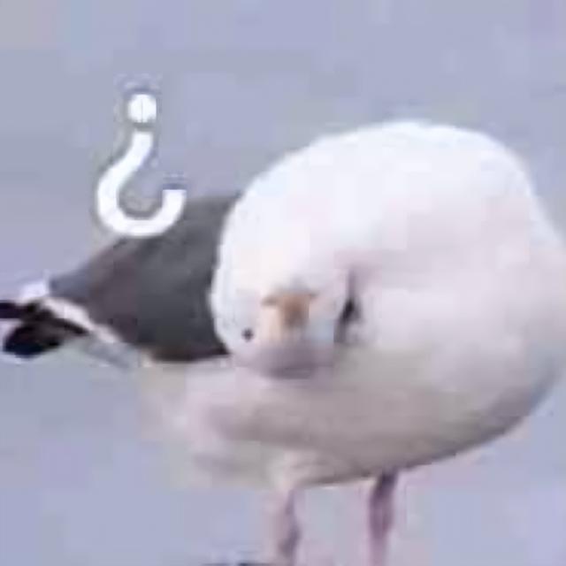 逗人开心的图片，高级文案幽默笑死人（一期看完就会开心的图片）